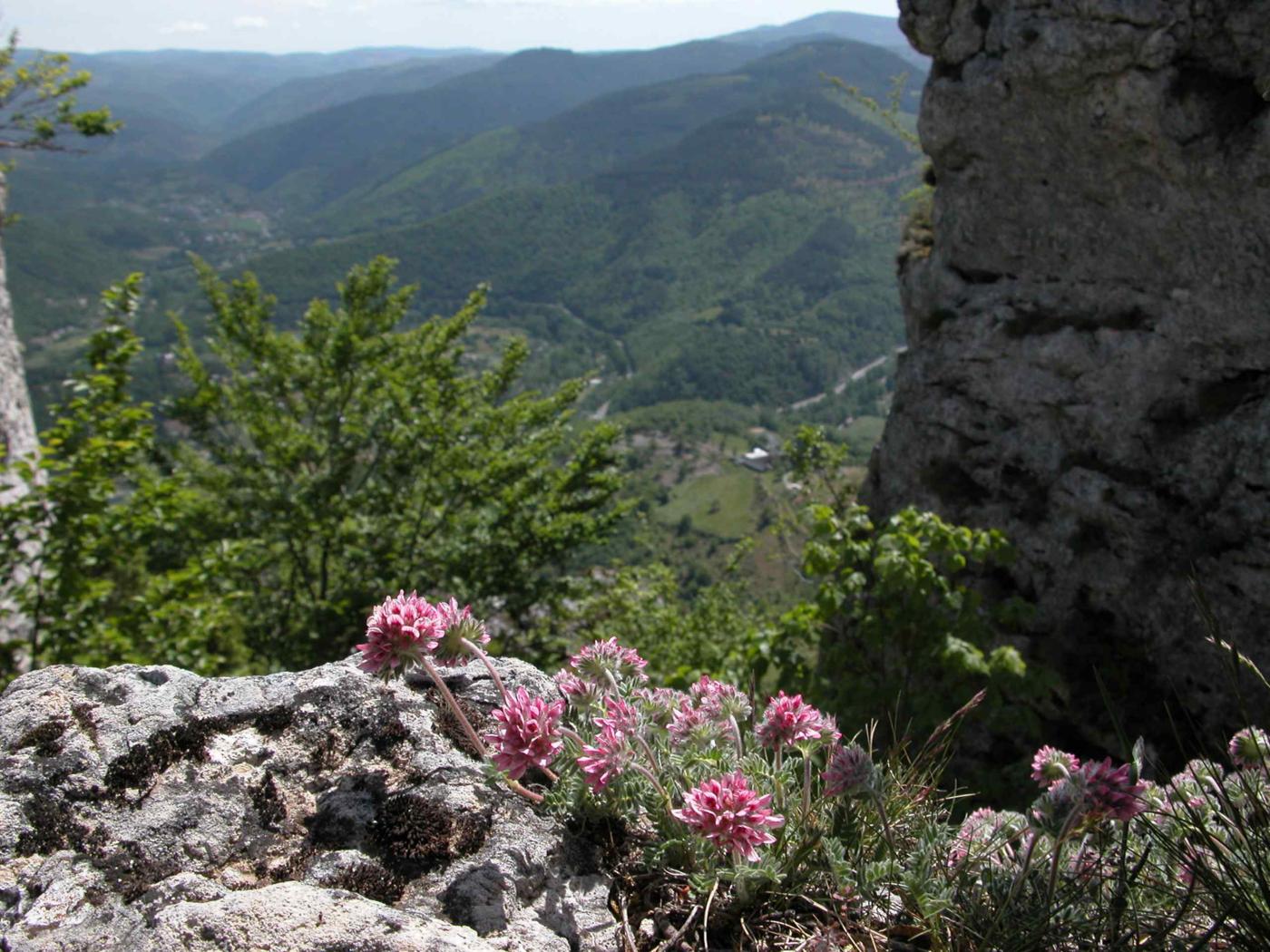 Kidney Vetch, Mountain plant